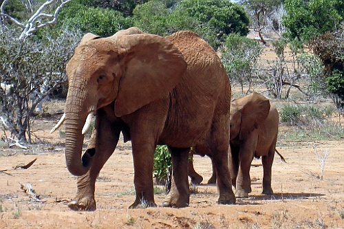 Kenia (292)